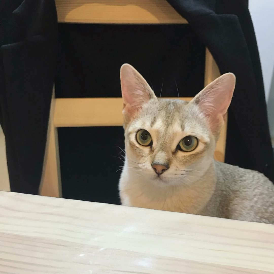 HourlyCatPhotos's tweet image. 