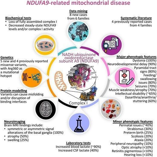 braincomms's tweet image. Magrinelli et al. define the pheno-genotypic spectrum of NDUFA9-related mitochondrial disease in 12 cases. Biallelic NDUFA9 variants cause complex I deficiency 👉 buff.ly/t5XWVkv 
 @FraMagrinelli @kailashbhatia @IonSynapse @RMaroofian @UCLIoN @UCLIoN_DCMN