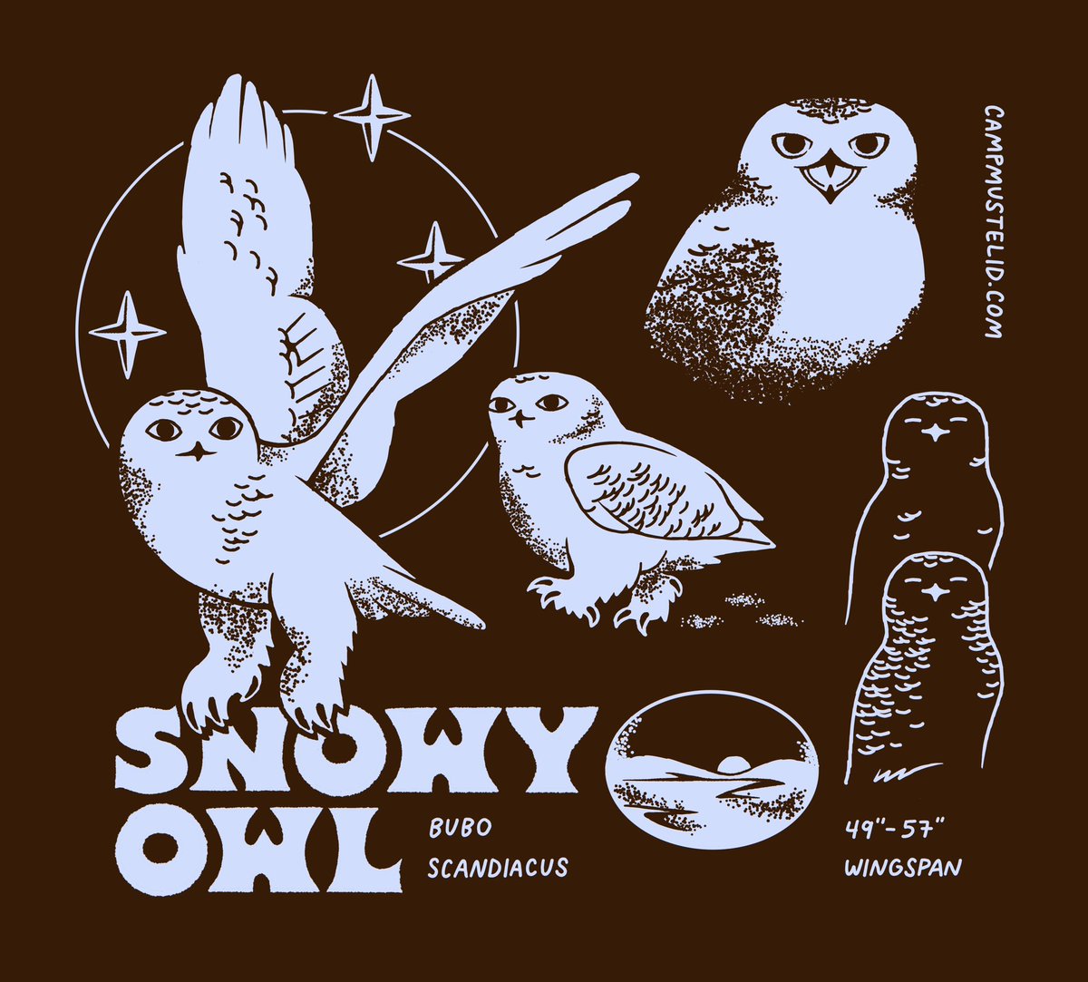 Snowy Owl ❄️🌨️