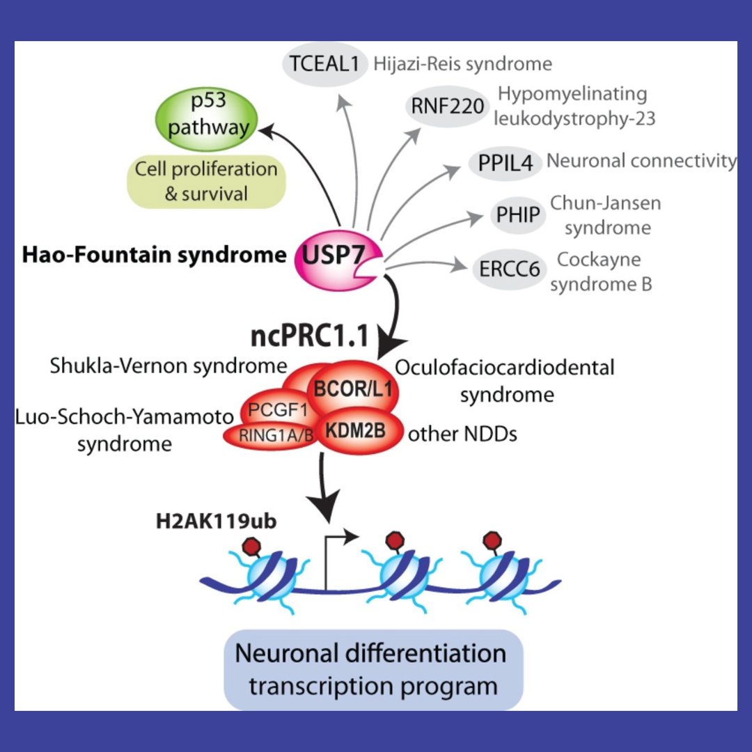 GenesDev's tweet image. 🌟G&amp;amp;D SPOTLIGHT 🌟

RESEARCH PAPER: Hao-Fountain syndrome protein USP7 controls neuronal differentiation via BCOR–ncPRC1.1
By Wolf van der Meer et al., Jeroen Demmers, Yaser Atlasi and Peter Verrijzer
➡️ genesdev.cshlp.org/content/39/5-6… 

#neurodevelopment #epigenetics #polycombcomplex
