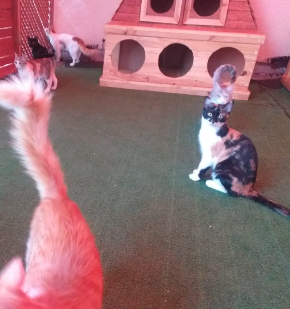 AnimalFriendsAF's tweet image. 🚨 WE ARE AT THE EDGE OF EXTINCTION 🚨
This isn’t hardship anymore… it’s slow disappearance in total silence. The world thinks our suffering ended, but we&apos;re collapsing piece by piece. Aid is stolen by armed gangs, prices are impossible, &amp;amp; hope is bleeding out.
Winter is…