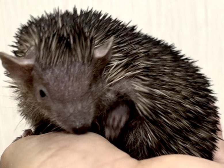 もも/はり隊(♂) tweet media