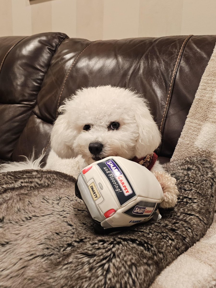 800526RUGS's tweet image. Our fluffy supervisor &amp;amp; her smarty van💙
#smartcarpet #flooring #carpet #homeupdate