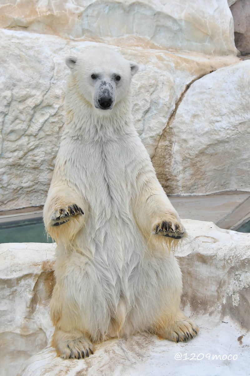 1209moco's tweet image. おはようございます😍 byイコロ
（20251009 上野）

#ホッキョクグマ  
#polarbear 
#上野動物園 
#uenozoo
