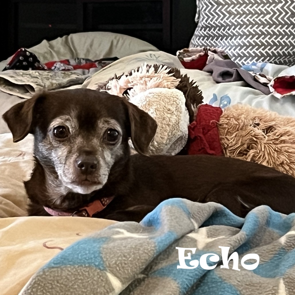 Echo is learning what it means to live life as a loved pet. She has a caring, motherly spirit and is growing to enjoy gentle petting, ear scratches, and belly rubs!
Learn more about Echo: loom.ly/BvhdHsw
#sgadoptme #savinggracenc #dogsofnc #rescueismyfavoritebreed