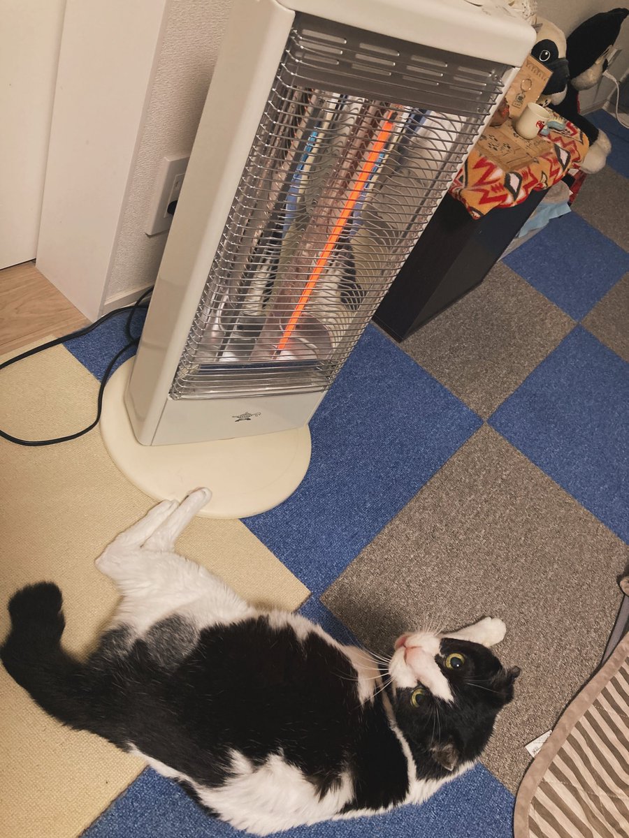 ストーブにあたる 

#リンゴスター18歳白黒猫