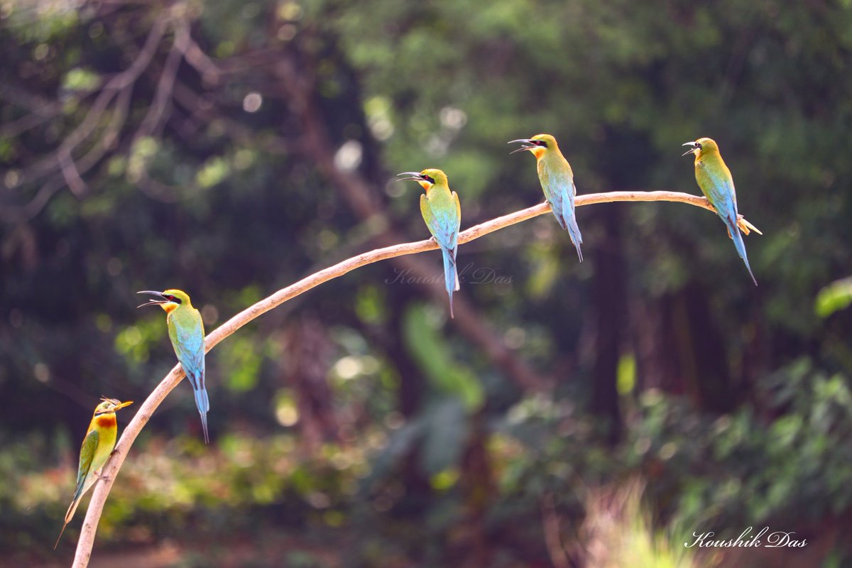 koushikdas47's tweet image. Most charismatic bird imo,
! As the blue tailed are little bigger in size it&apos;s easier to photograph comparing to others smaller species! Bank of Ganges to bay of Bengal, they are really star bird of summer here! Every reason to be attracted to birding hobby for this bird only😀