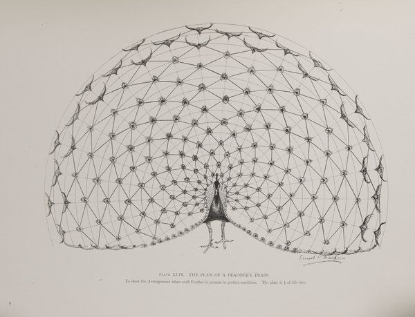 basedethos's tweet image. These patterns are considered &quot;sacred&quot; because they emerge naturally from pure mathematics yet appear everywhere in nature...

From the structure of seashells, to the petals of a lotus, to the feathers of a peacock: