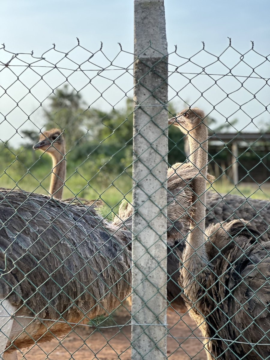 SundiHkm's tweet photo. #TravelWritingComp2025
📍Kaynela Farms https://t.co/zrBsm85Kq2