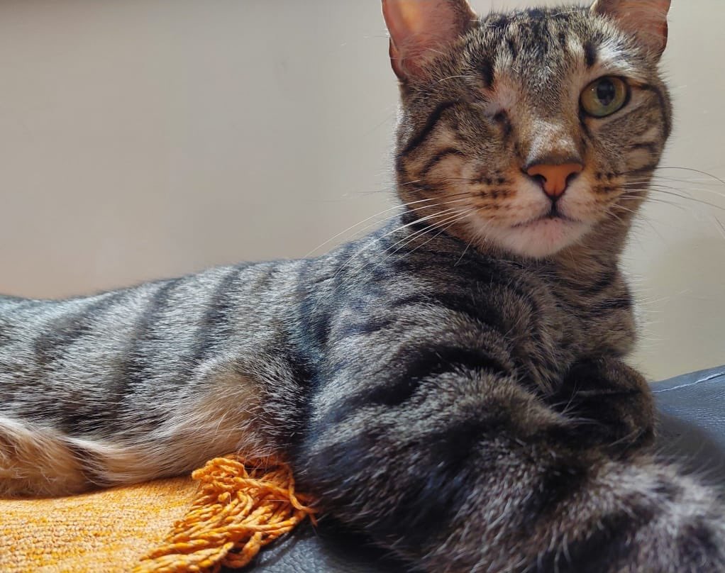 A una vecina de #Comodoro , le entraron a robaron y se llevaron a su gatito Chaco.
Es atigrado, macho y tiene un solo ojito.

Si alguien lo vio o lo están ofreciendo, avisen por favor.
📞 2975139265
Compartir ayuda muchísimo. 🐾💔”