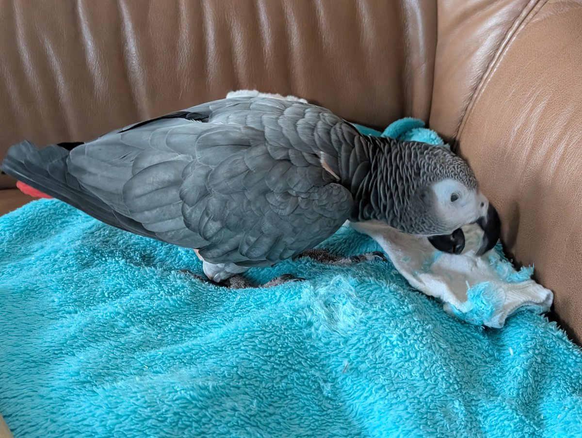 Benny zerlegt einen Strumpf. Das mit dem zusammenlegen hat er verkehrt verstanden. ..