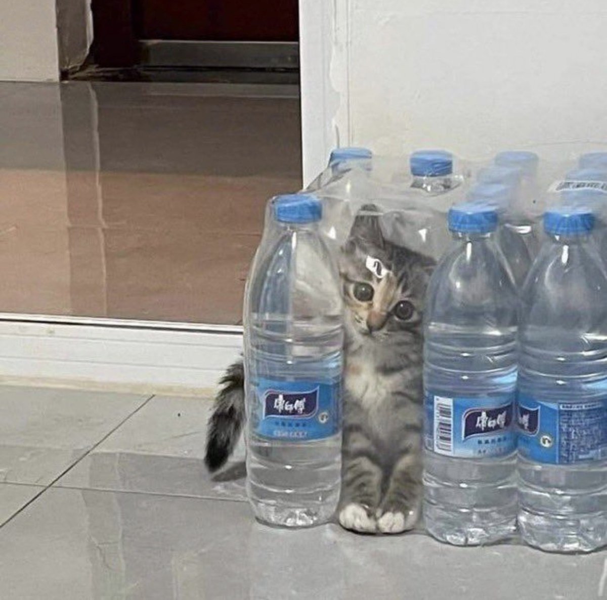 cats with powerful impression 🐾 tweet media