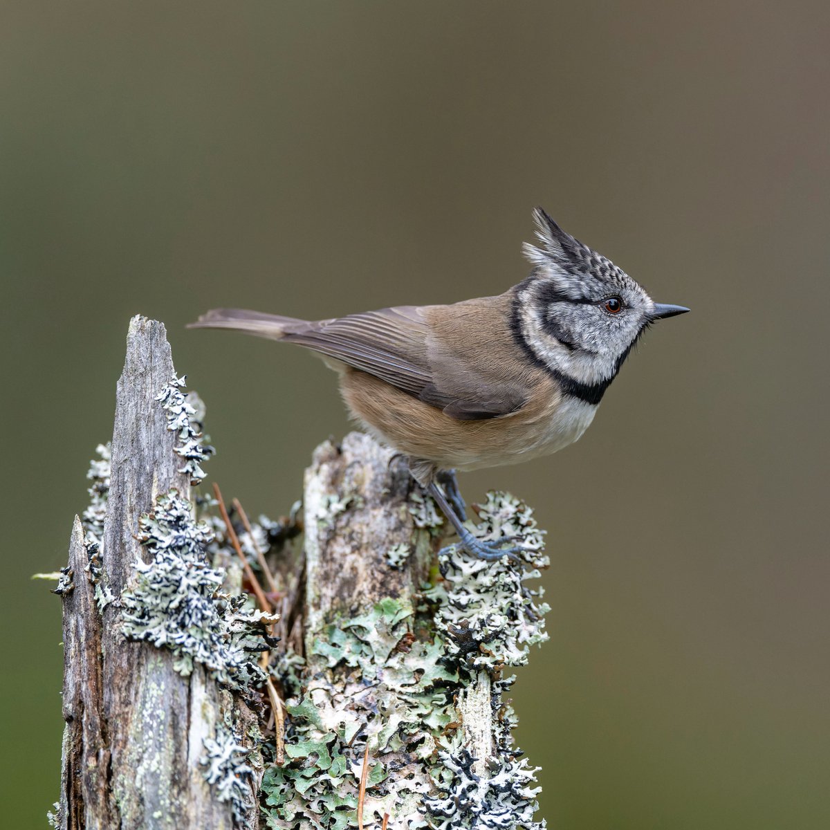 RSPBScotland's tweet image. Help nature now!

Tomorrow is the first debate looking at potential changes to the Natural Environment Bill.

Tell your MSPs you want it to include strong targets, Swift bricks and no powers to weaken wildlife protections. It only take a minute 👉action.rspb.org.uk/page/181323/ac…