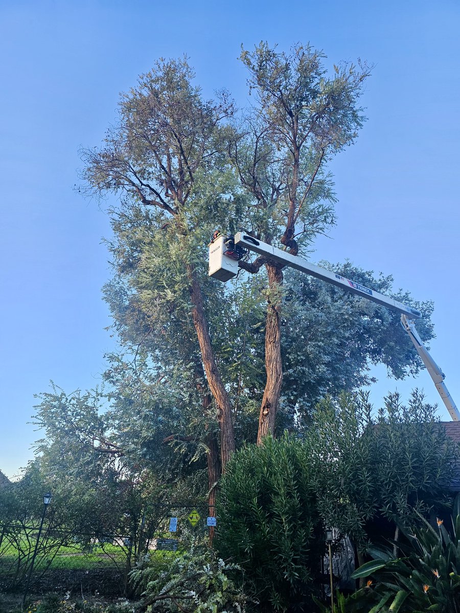 TwinCities_Tree's tweet image. Reaching new heights to provide top-notch tree care! 📷 Our Twin Cities Tree Service crew is safely and efficiently tackling even the tallest trees to enhance your property&apos;s beauty and safety.
Get your free quote today 530-755-1067!
#TreeService #LocalBusiness #TreeMaintenance