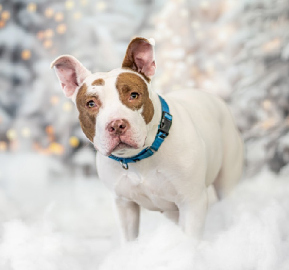 NMBewitched's tweet image. When #NYCACC backs themselves into a corner 

No one believes Saphire should be killed, 
Not even ACC 

But this is her 2nd time on Kill List 
141 Days in a cage, 1/2 of her life 

Where are the Heroes? 
#FostersSaveLives 

Saphire loves to be on the go
Enjoys walks, play,…