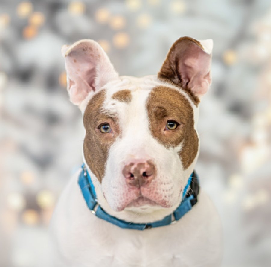NMBewitched's tweet image. When #NYCACC backs themselves into a corner 

No one believes Saphire should be killed, 
Not even ACC 

But this is her 2nd time on Kill List 
141 Days in a cage, 1/2 of her life 

Where are the Heroes? 
#FostersSaveLives 

Saphire loves to be on the go
Enjoys walks, play,…