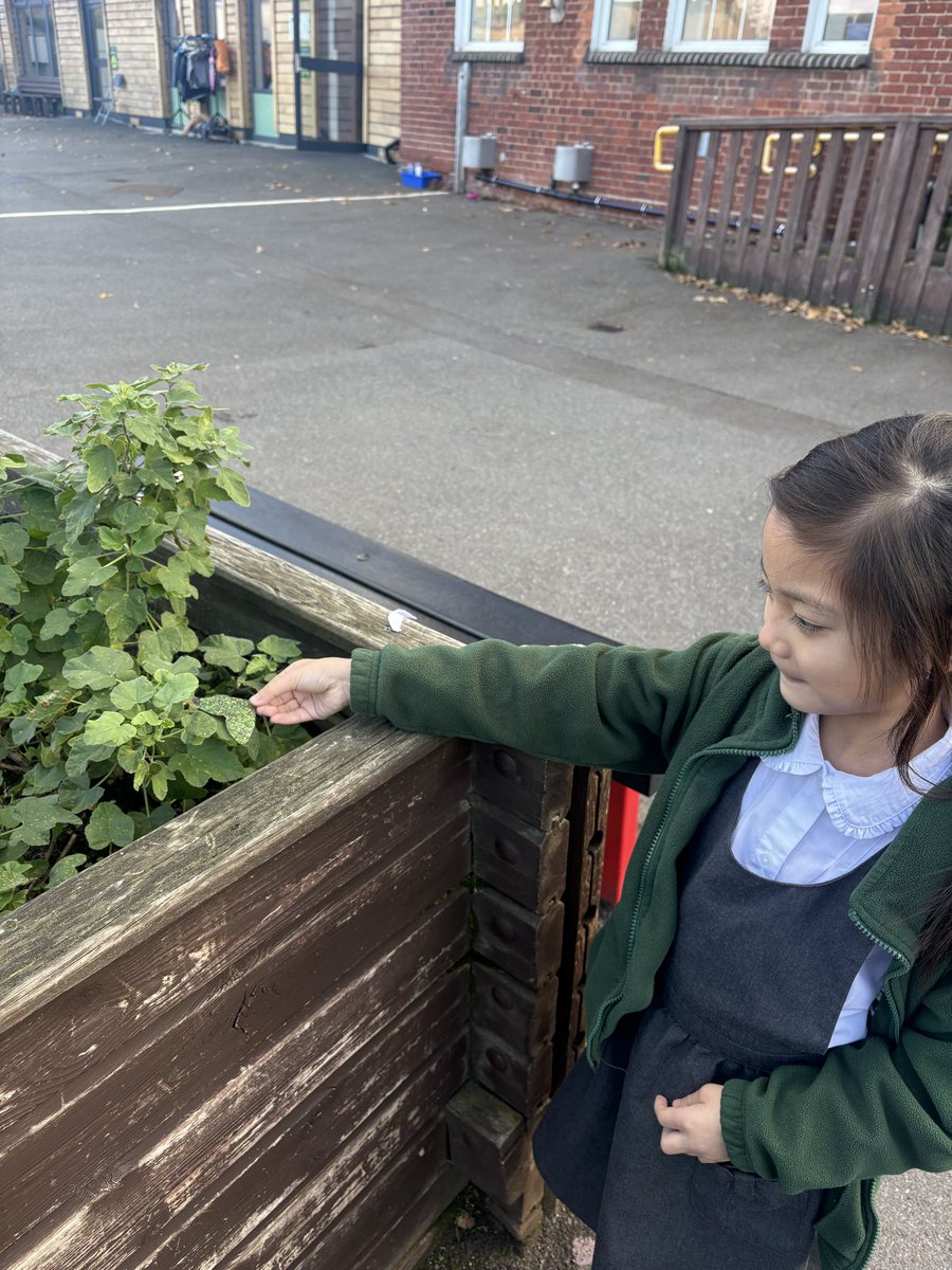 ManorParkSchSM1's tweet image. Year 2 were super scientists today, learning about how living things survive! 💡 We investigated plant adaptations, classifying different protection methods like thorns and stings. We also got hands-on with animal camouflage by hiding paper moths outdoors. #mppascience
