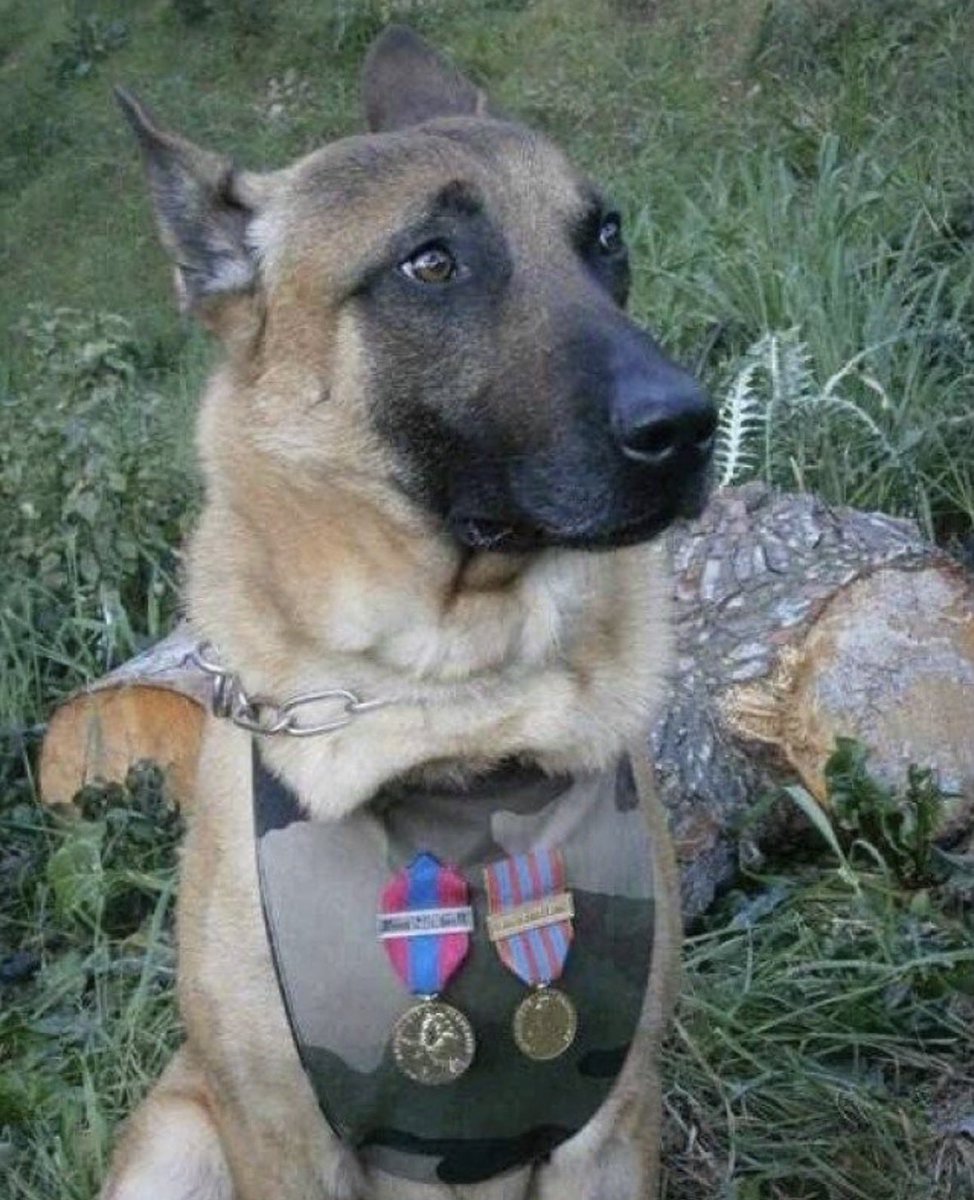 GossipRoomOff's tweet image. 🚨 Il y a dix ans jour pour jour, la France perdait Diesel, une chienne d’élite du RAID, tombée en mission. Diesel, un malinois de 7 ans, a été tuée lors de l’assaut mené à Saint-Denis contre les suspects des attentats du 13 novembre 2015. Envoyée en reconnaissance après des…