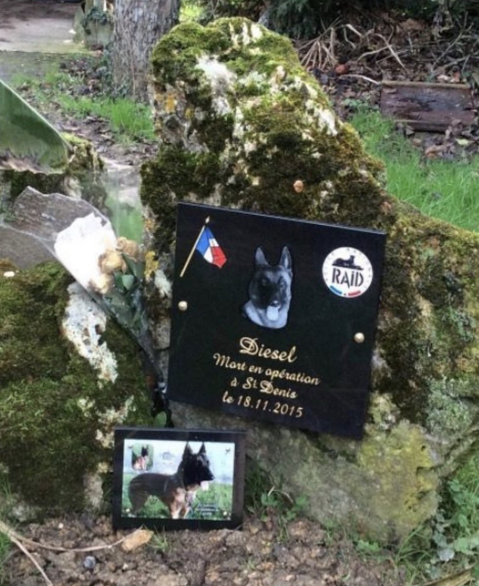 GossipRoomOff's tweet image. 🚨 Il y a dix ans jour pour jour, la France perdait Diesel, une chienne d’élite du RAID, tombée en mission. Diesel, un malinois de 7 ans, a été tuée lors de l’assaut mené à Saint-Denis contre les suspects des attentats du 13 novembre 2015. Envoyée en reconnaissance après des…