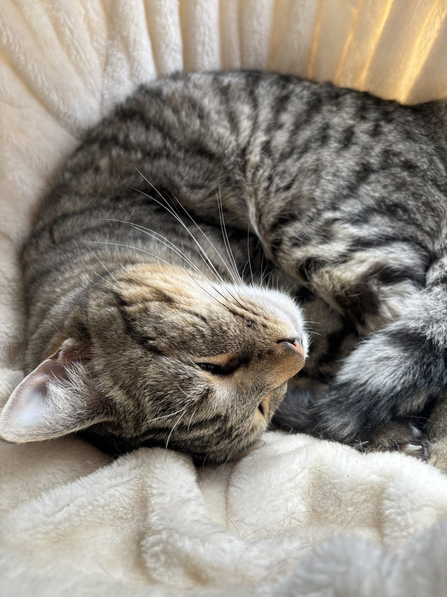 The Vicarage Cat tweet media