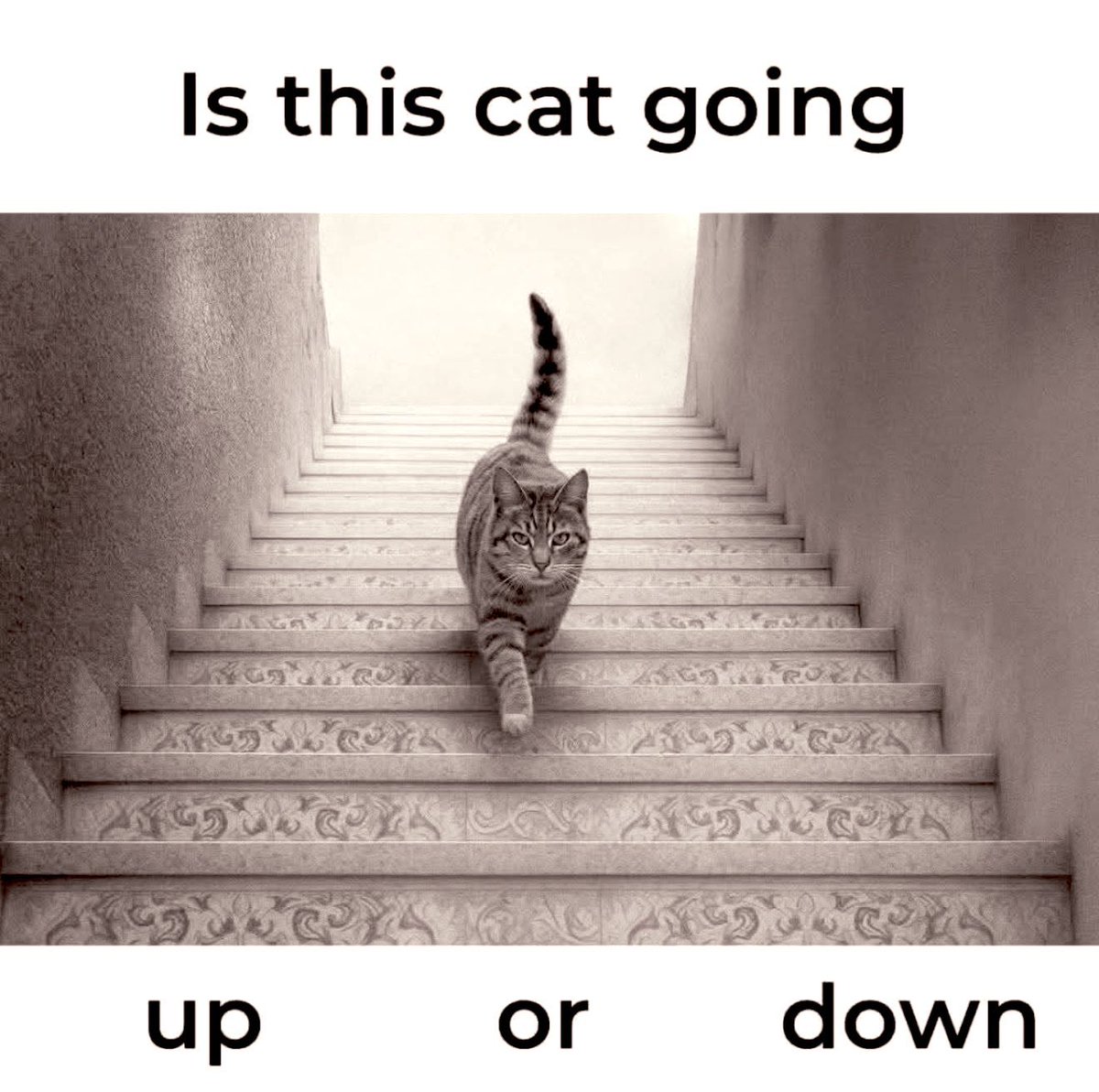 Let me set my TP and SL because the cat 🐈 is coming. This is an uptrend market structure bro.😂😂📊
