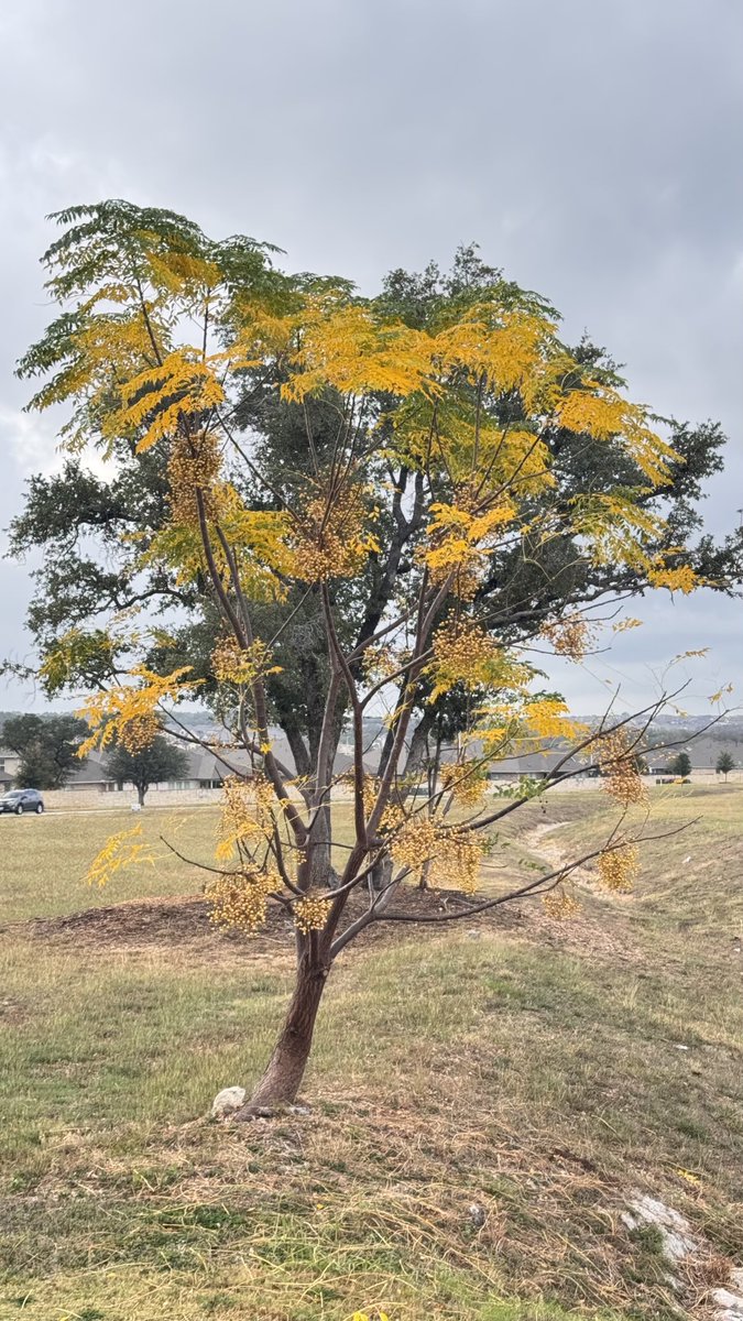 sudha_m_reddy's tweet image. When an image depicts all four seasons…..