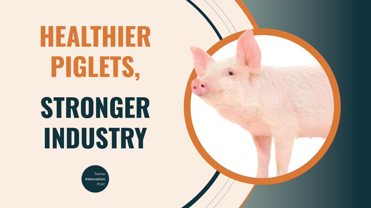 SwineInnovation's tweet image. For piglets, weaning is a high-stress time that can affect their health and growth.
This #SC4 study is taking a close look at how weaning management, handling and transport affect piglets&apos; welfare and performance.  
Read more: ow.ly/q7ML50Xtxxt