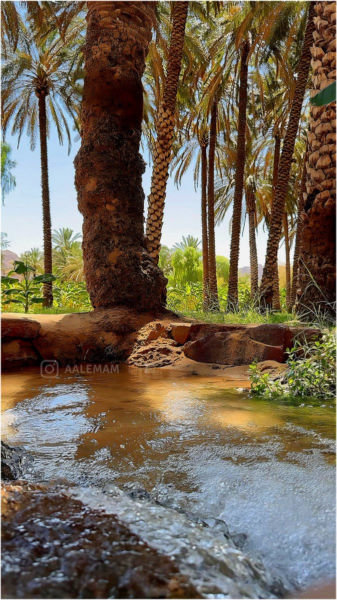 مجلس العرف الزراعي في #العلا
 تنظيم اداري للزراعة في قلب بساتين البلدة القديمة.

في عام 1363هـ تأسس في #البلدة_القديمة في العلا مجلس العرف الزراعي كأول إطار محلي منظم لإدارة شؤون الزراعة واستخدام مياه العيون بعد أن شهدت العلا تحولات اجتماعية كبيرة واصبحت الحاجه ملحة إلى وجود مجلس