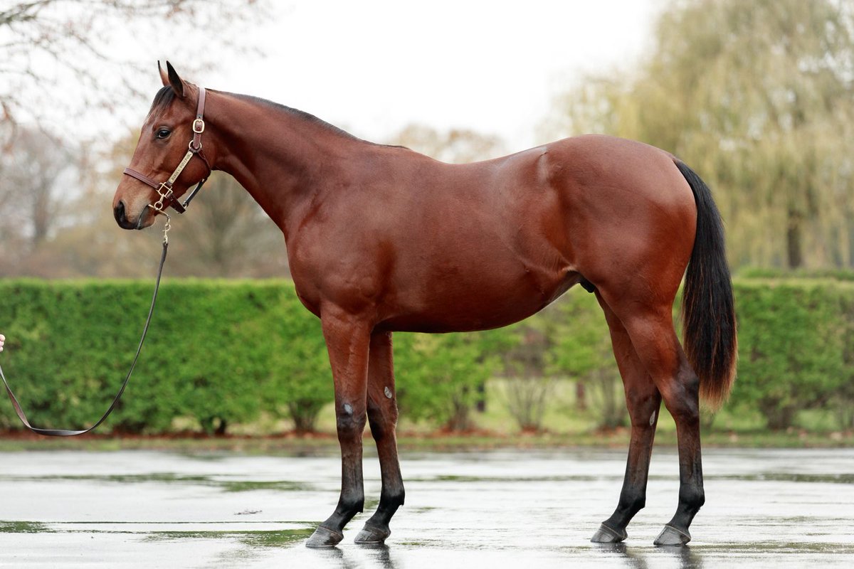 Jocelyn de Moubray tweet media