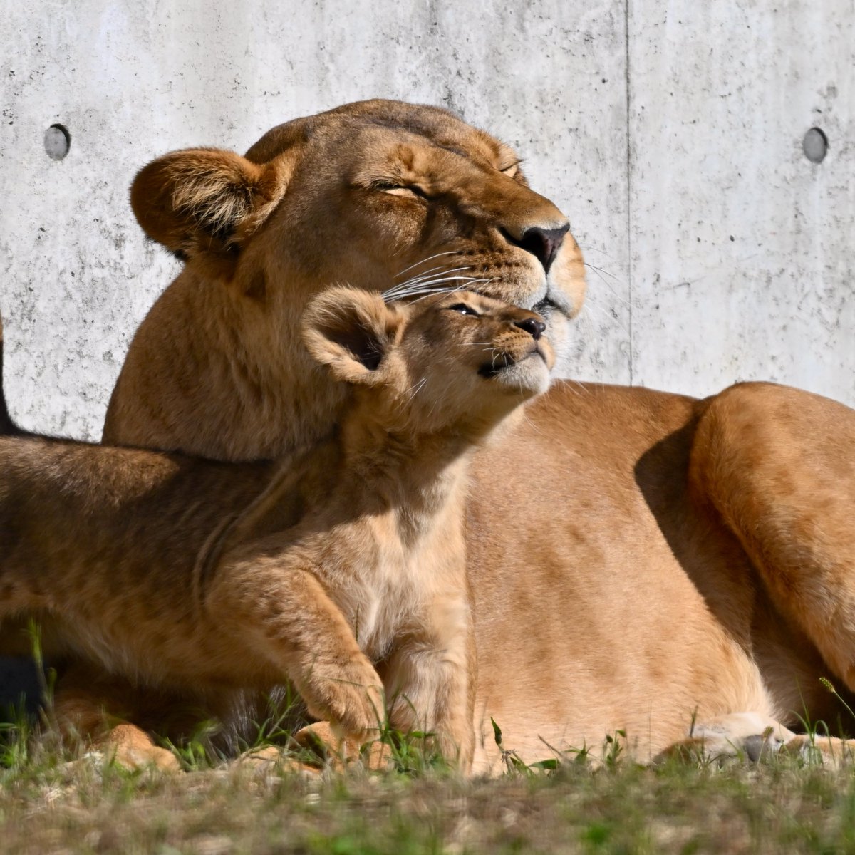 ママ大好きー #のんほいパーク #ライオンの赤ちゃん #ライオン一家