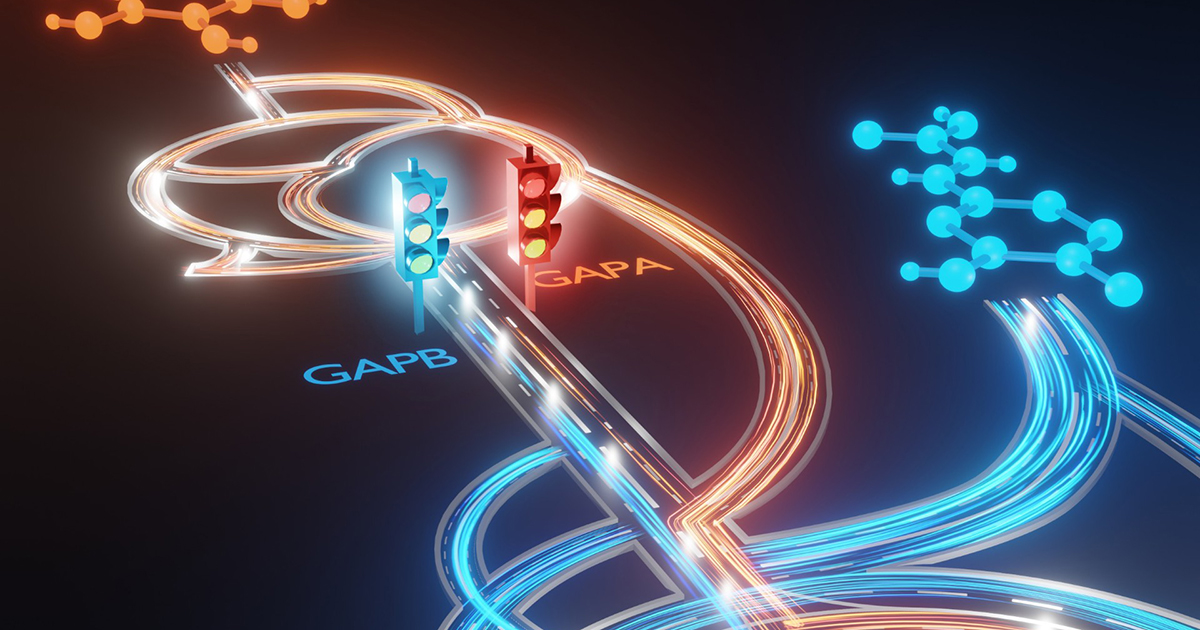 NorthwesternEng's tweet photo. A team led by Professor Ludmilla Aristilde found that two versions of one enzyme act as “traffic controllers” for carbon in bacteria — a discovery that could help engineers turn waste like plant matter or plastics into useful chemicals and fuels.

https://t.co/2oMlAgi9JG https://t.co/E08Qizjb1m