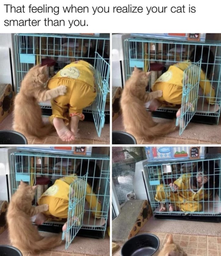 MCrisCardena's tweet image. #CATSOFTWITTER #CATSARETRICKSTERS #TUESDAYFUN #CATSHENANIGANS