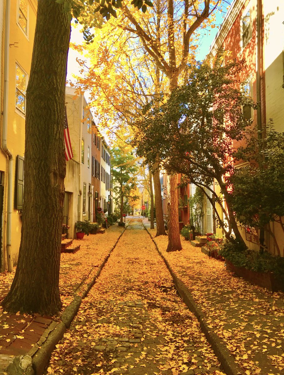 Philly photographers: in a few days Washington square west and Fitler Square will be covered in a carpet of gold! <a href="/Jimmyking35/">Jimmy King</a> <a href="/urphillypal/">Albert Lee</a>