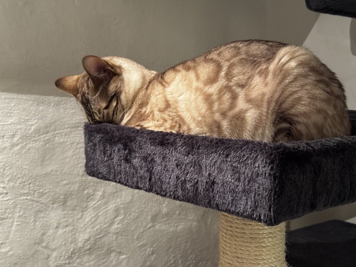 Dingus0_0's tweet photo. @kaiisyourhoe Cat pic for the new account https://t.co/qjIiXV4Vkb