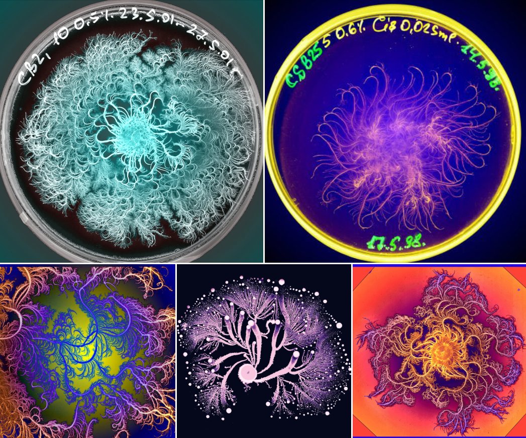 BigBangSciCom's tweet photo. 🧫 Un de mes articles préférés : les bactéries qui poussent en formant des figures fractales :)
https://t.co/M738PWoiCw
Crédits : Eshel Ben-Jacob
#Biologie #Biology #SVT #microbiology #microbiologie #bacteria #bactéries #maths #mathématiques #fractales https://t.co/juiwKH73B4