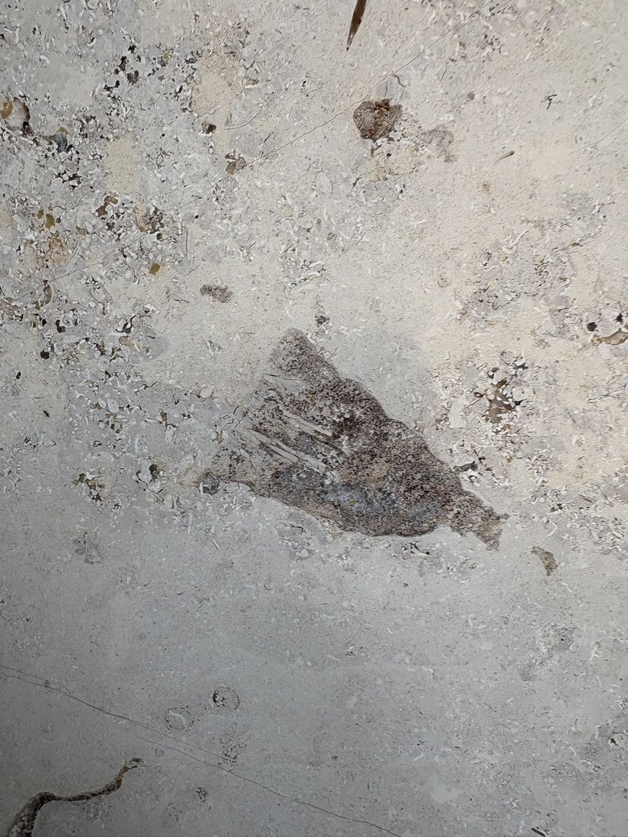 ユウスケカツラダ（石） tweet media