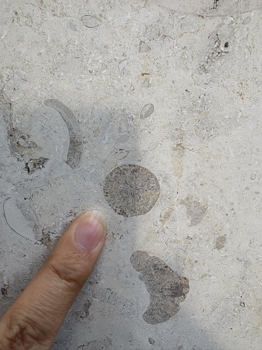 ユウスケカツラダ（石） tweet media