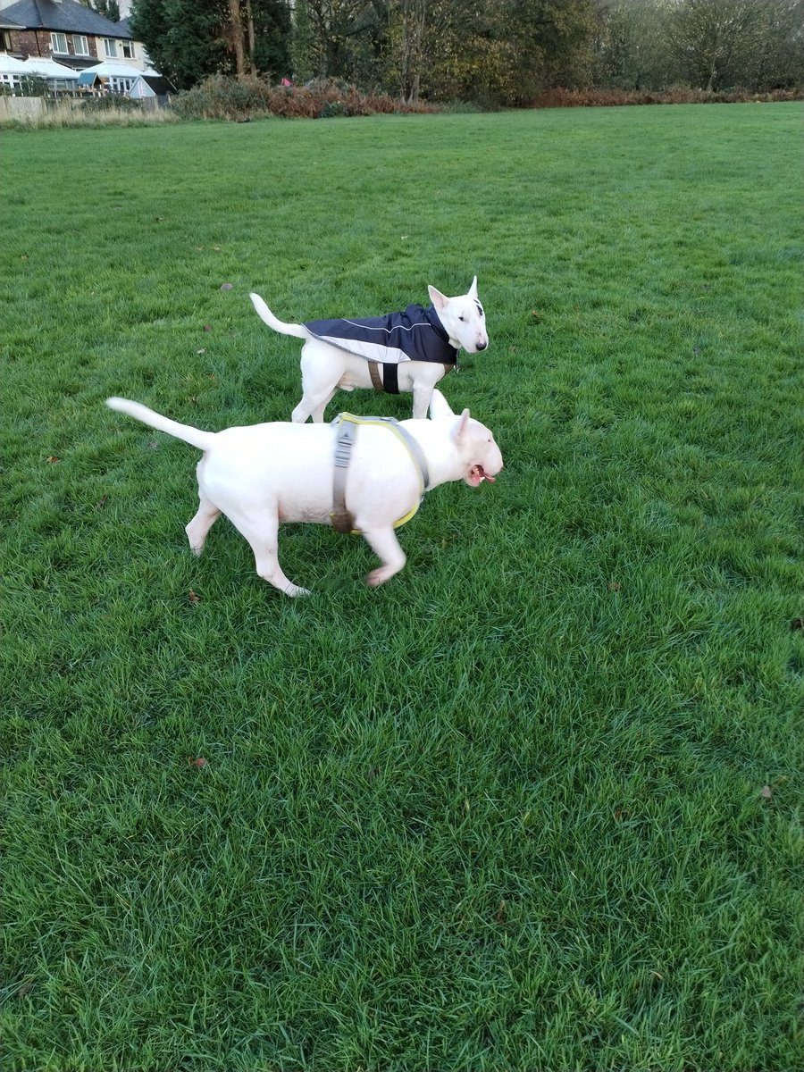 Bumpydog3's tweet photo. Birthday Walk with The Lad n his Mate
#BullTerriers https://t.co/9bReb5wmpR