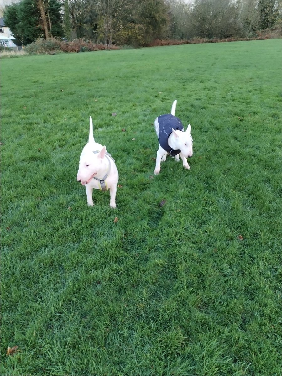 Bumpydog3's tweet photo. Birthday Walk with The Lad n his Mate
#BullTerriers https://t.co/9bReb5wmpR