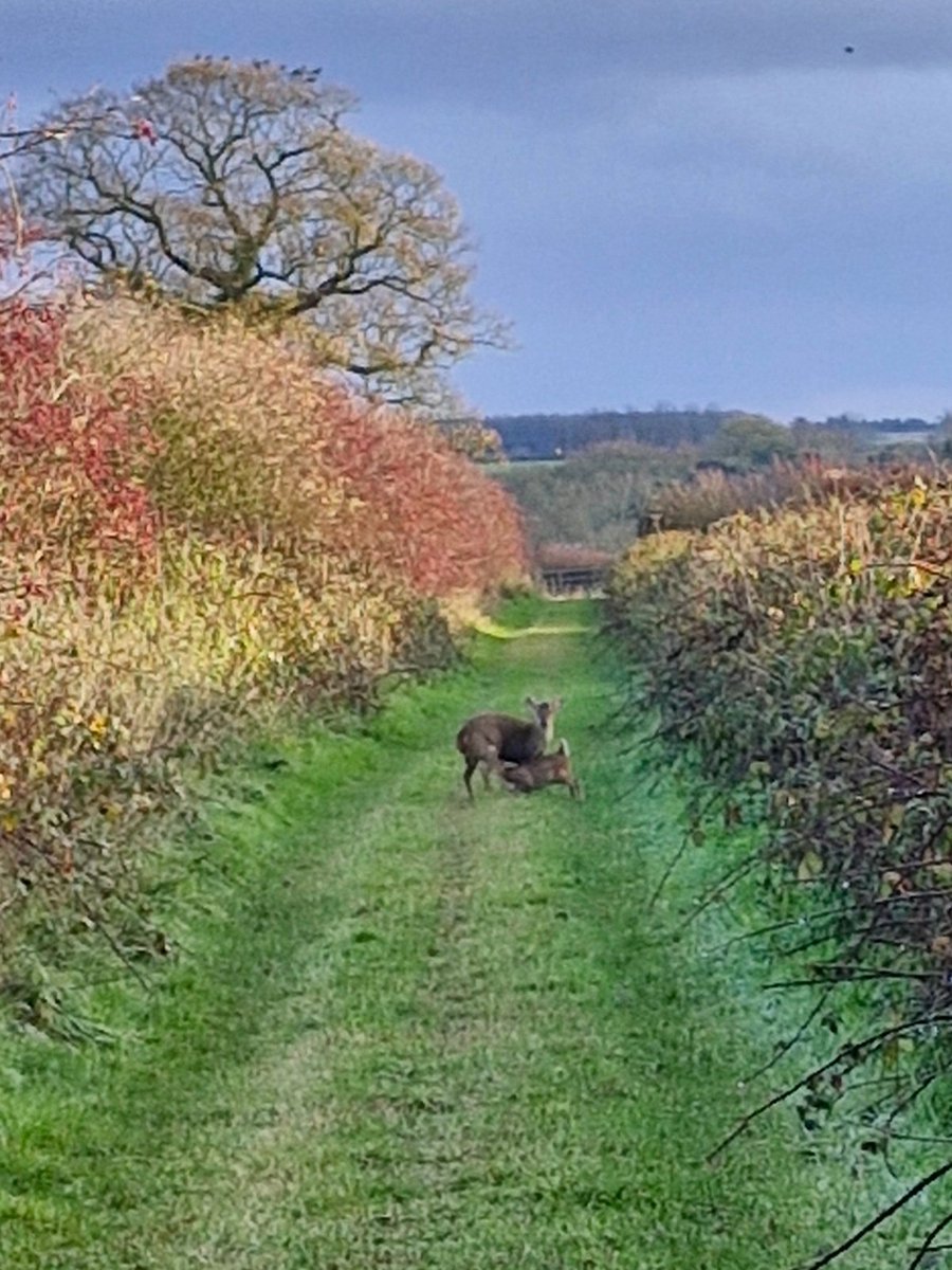 Muntjac doe nurturing and feeding her fawn in the middle of the footpath today.
I waited until the little one had finished before walking through.
Conservation@althorp.com #muntjac #Spencerestates