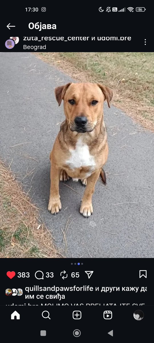 sanjazivi's tweet image. Blokaderko trazi dom