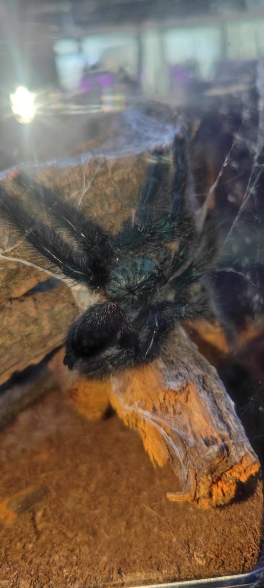 I just got this very pretty Pink Toe Tarantula! I love the blue and pink on her UwU

#tarantula #spider #pet