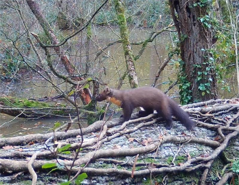 We have been shortlisted for a prestigious <a href="/BIAZA/">BIAZA</a> national wildlife restoration award! 🎉
We've been put forward in recognition of one of our conservation projects, Assisted Recolonisation of Pine Martens in Wiltshire and Somerset...