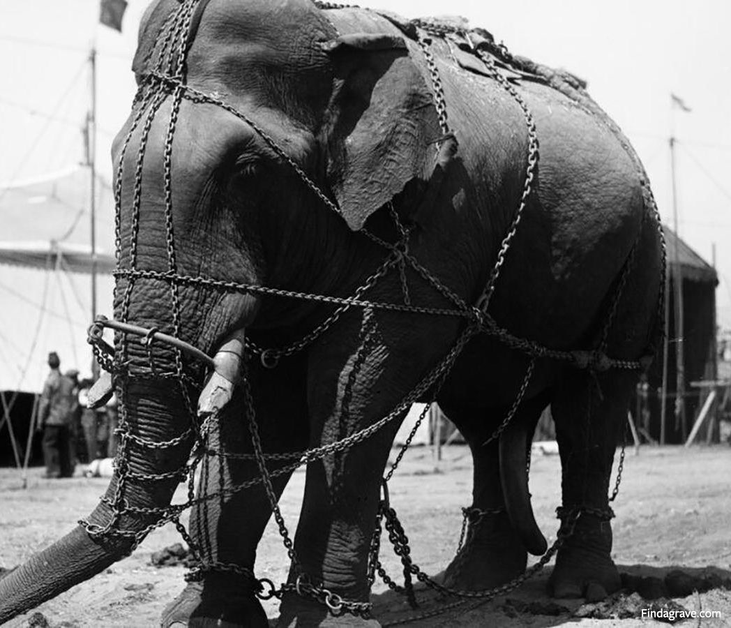 Morbid Facts tweet media