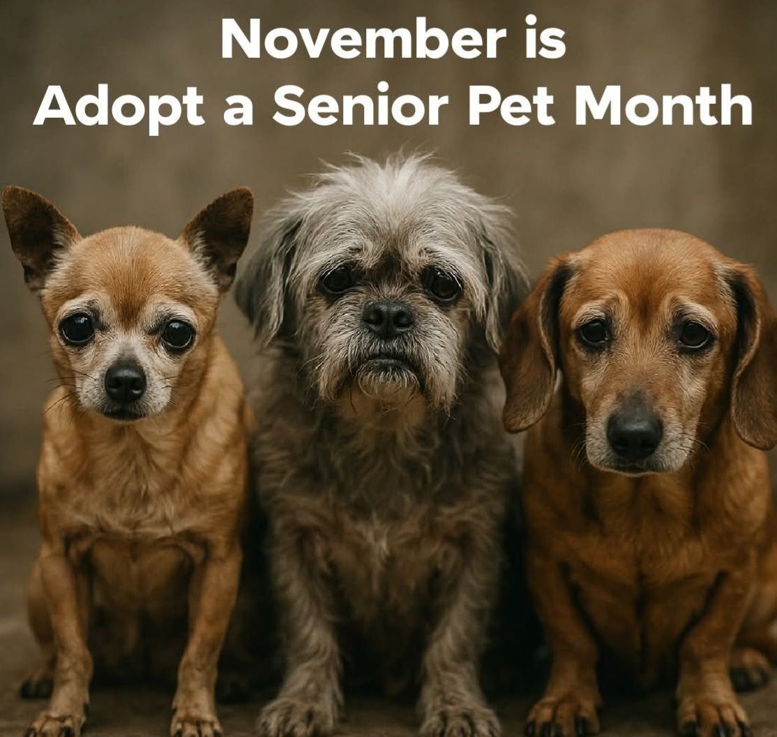 FremontHumane tweet media