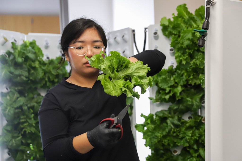 🥬 “Farm”-to-Table lunch at BGHS! 🥗
The Environmental Club purchased a hydroponics chamber with grant money received from the TVA School Uplift Program. Students are growing lettuce and basil. Today they harvested the first plants to be used on the school’s salad bar.