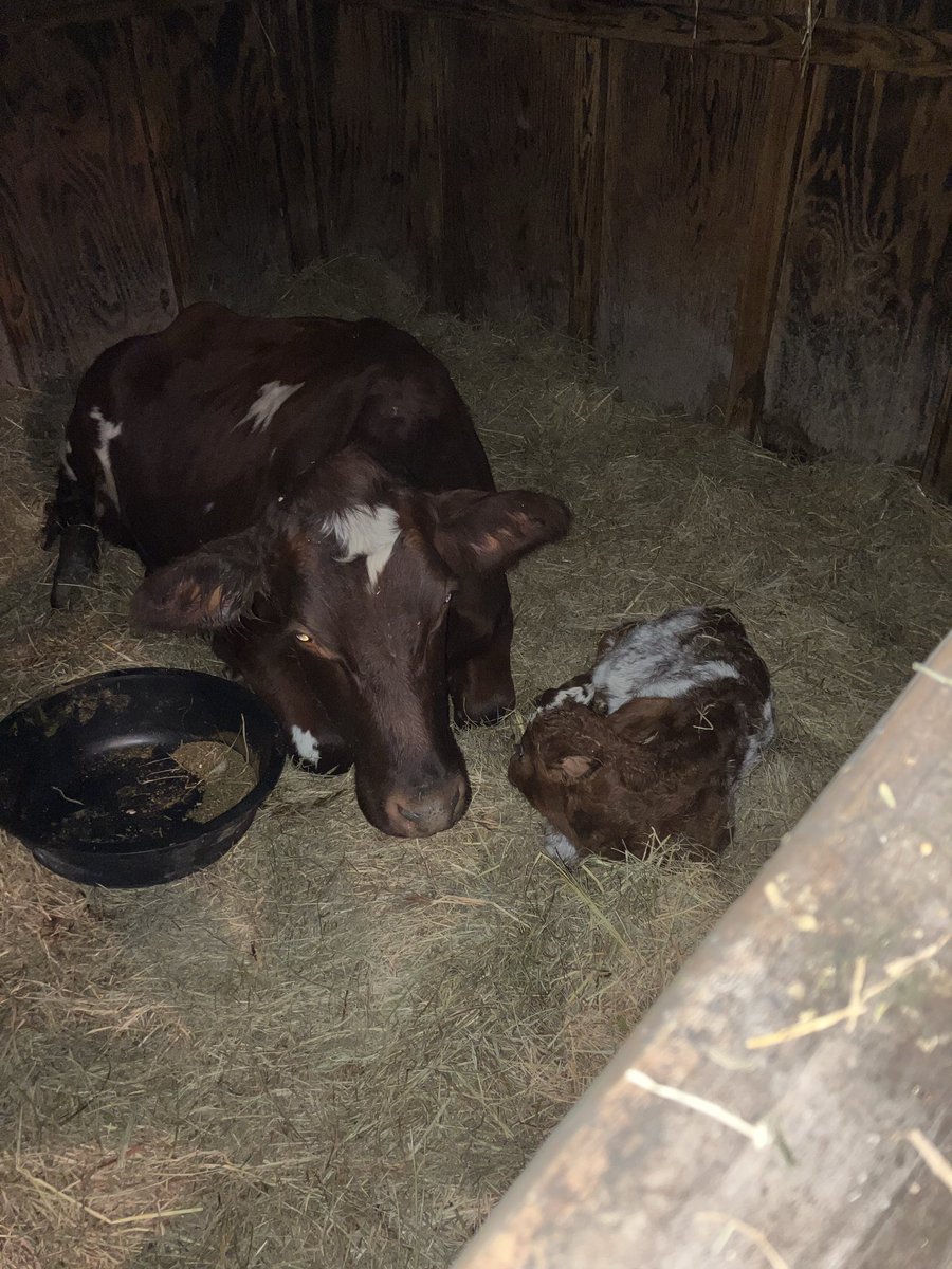 Baby Ahi has finally arrived!! Of course it would be at 11:30 at night in the cold but she’s here! Two years ago, I helped ease Ahi into this world and today, I helped ease her daughter in. I’m still nervous and cautious but my heart is bursting today!