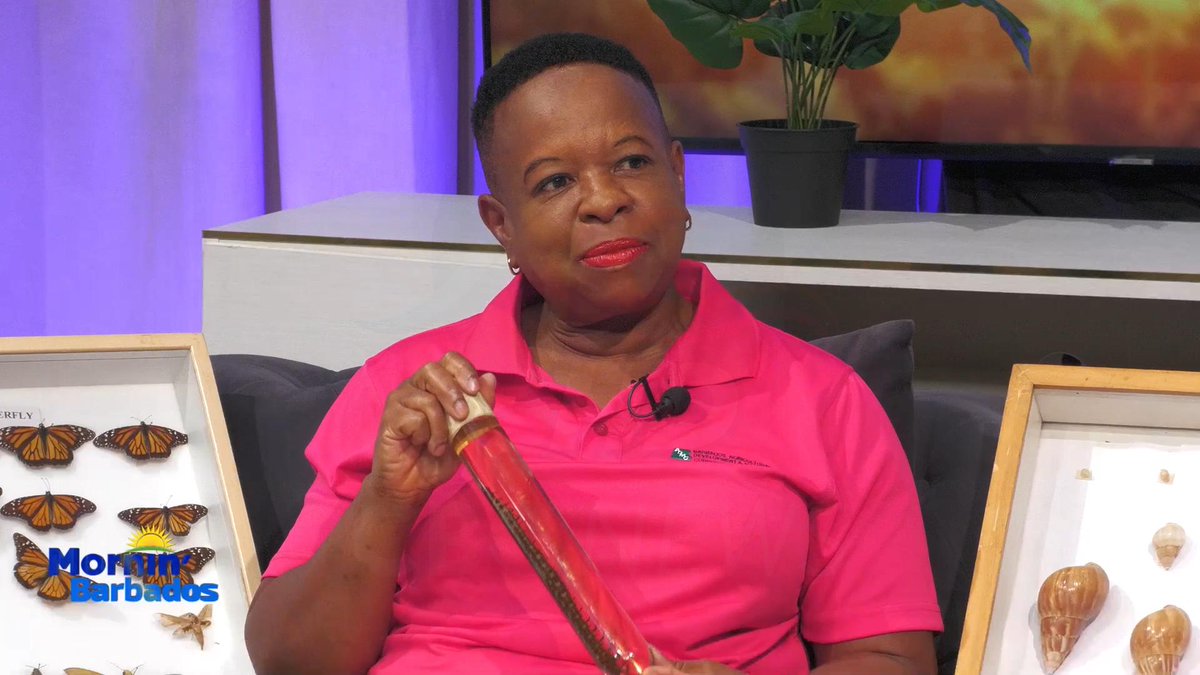 CBCBARBADOS's tweet image. Science educator Dr. Claire Durant is urging Barbadians not to kill centipedes. tinyurl.com/2bmfbb43 #CBCNewsBarbados