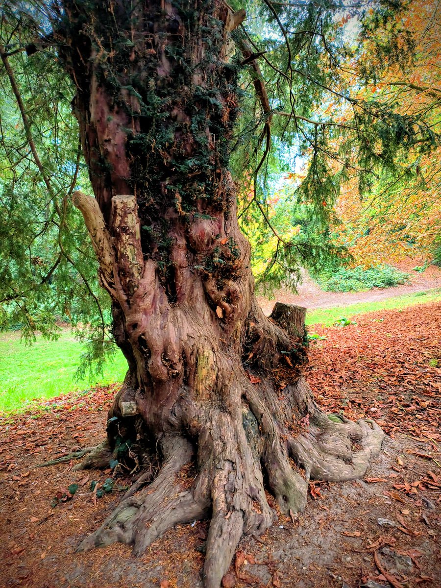 LadyGrace27's tweet image. Rooted deep, standing strong — while autumn paints the world around me...🍂

#thicktrunktuesday  #trees #TreeClub #Autumn