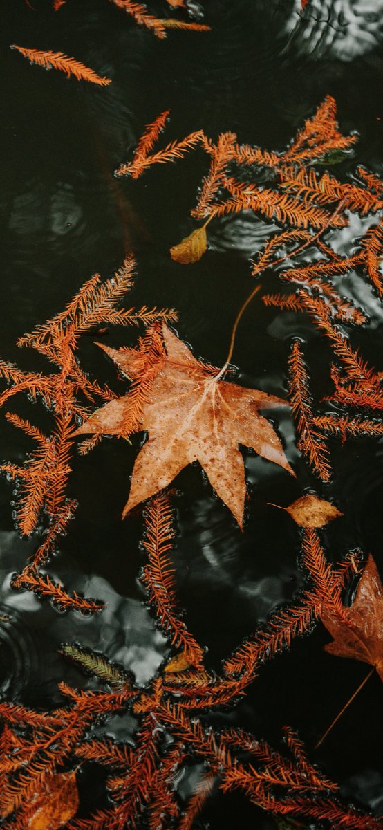 ArtistMukund's tweet image. #happyfall everyone 🍁🍂🍁